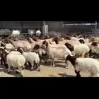 غنم نعيم مطافيل