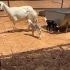 حريه متوم