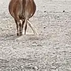 بقره