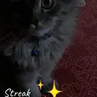 قطط