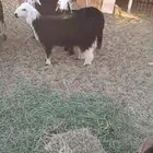 رخلتين البيع