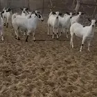 تيوس اضاحي نضيفه شرط