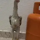 دجاجه شامو ياباني