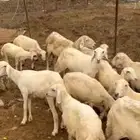 ضان للبيع