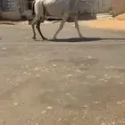 لقحه وضحا طيبه