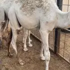 قعدان تفريد ولا جمله