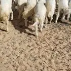 طليان حريه 44