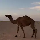 ناقه حايل للبيع