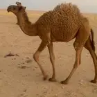 بكره شعلا كفو