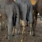 قعدان للبيع