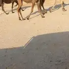 بكره صفرا