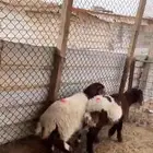 رخال نعيمي فاخره