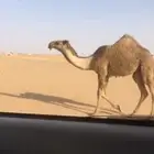 بكره   عليانيه