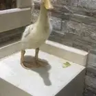 بطه