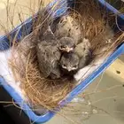 فروخ بلابل عربي