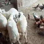 طليان
