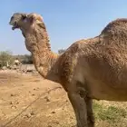 جمل طيب ومنتج ومشروط ضراب وعشار