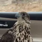 مطلوب طير حر مطلوب جير شاهين مطلوب تفريخ مطلوب متدربه