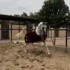 خيل