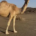 ناقه لقحه طيبه وقعود حق