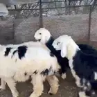 ذبائح بريه ( ذبح-توصيل)