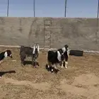 معزا ثنايا