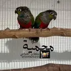 جوز كنيور كريمسون منتج شرط اهل النوادر