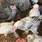 دجاج براهمه وبلدي