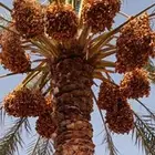 للبيع تمر نخل برني و برحي وحلوة -محافظة تيماء