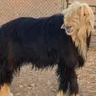 طلي نجدي