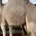 بكره بلدي مغلقه للبيع