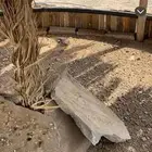 قطا وذكر شنير