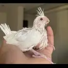 فندقة طيور وقطط   منزلي