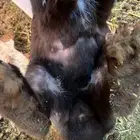 متوفر 30 ارانب البيع مستعجل ومشروطه