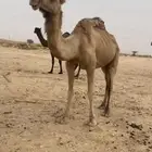 لقحة حمرا