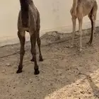 قعدان تربيه