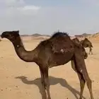 بكره للبيع