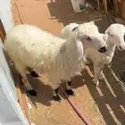 رخال فل