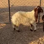 خروف 3شهور ونص