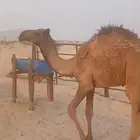 قعود سبعه شهور