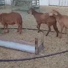 للبيع ذبايح سواكن حمري مرابي شرط