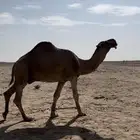 بعير للبيع