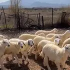 طليان ورخال