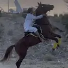 خيل شعبي