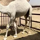 للبيع قعود مبدا