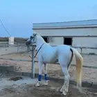 خيل شعبي كفو سليم على الشرط