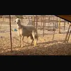 فحل صنف