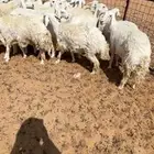 غنم