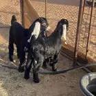 عناق ثنتين واخوانه منوه القناي