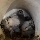 حمام سلفر
